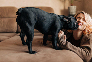 Canapé et animaux de compagnie, nos conseils - Atelier de la housse