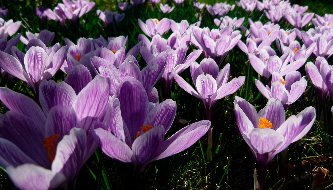 Bacs en acier corten : quelles plantes sont les plus adaptées ?