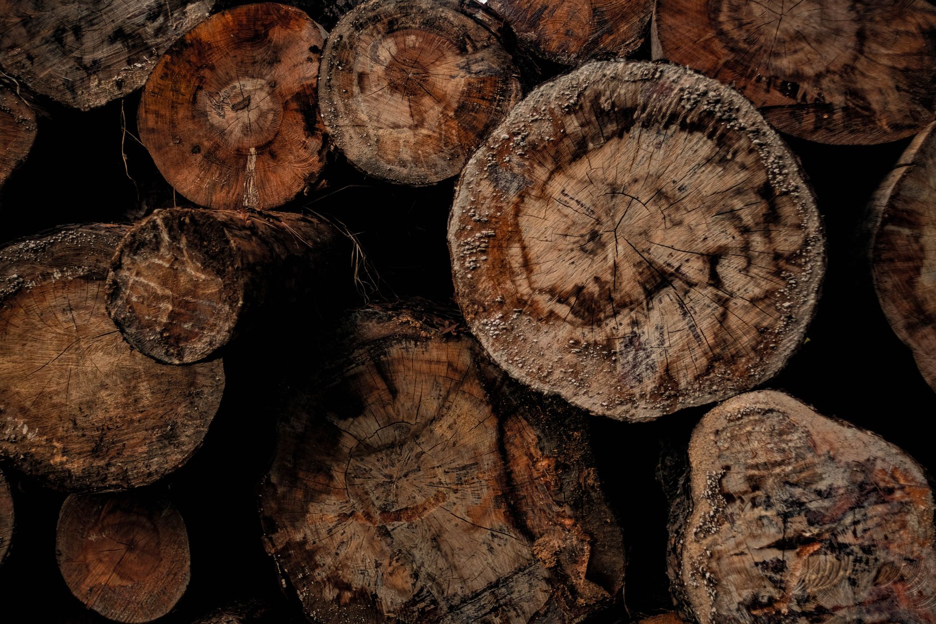 Mérule sur bois de chauffage — bûches de bois avec moisissure