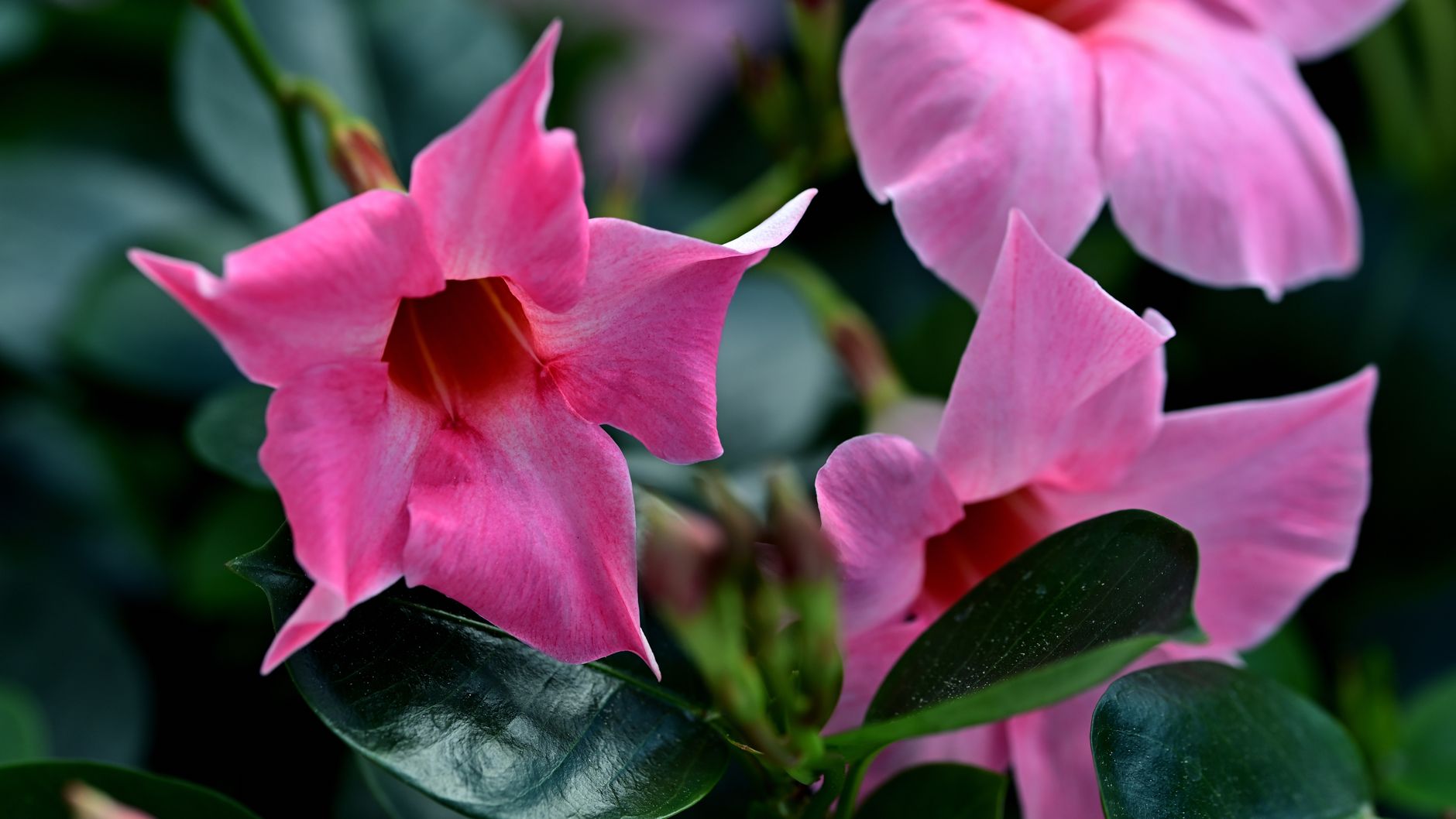 Garder son dipladénia d'une année — soins de la plante dipladénia en fleurs