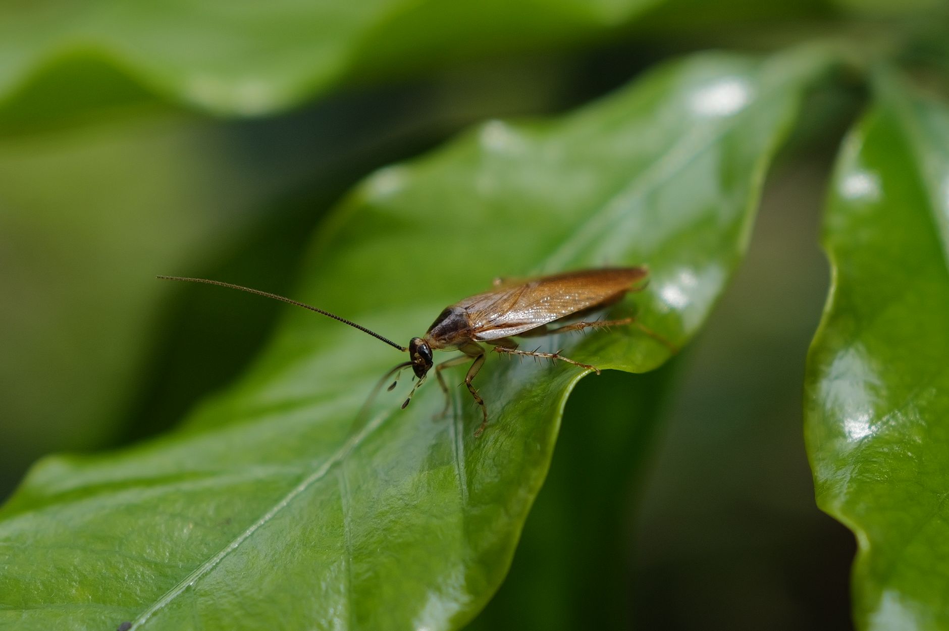 Blatte de jardin ou cafard — blatte de jardin gros plan