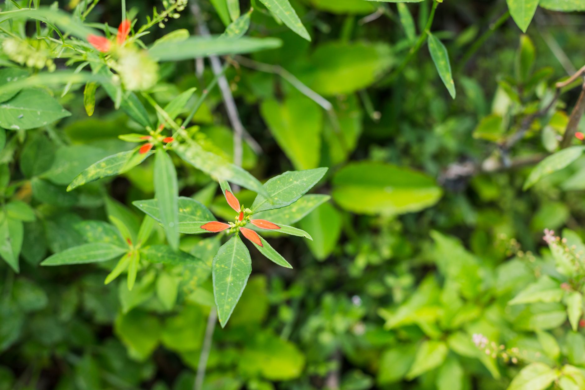 La couleur complémentaire du vert est le rouge, mais pas forcément le rouge vif — palette de couleurs vertes avec accents rouges